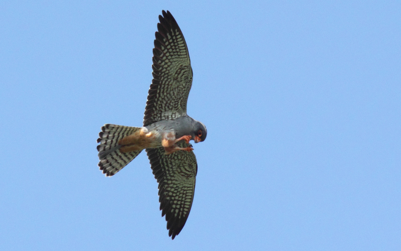 image Amur Falcon